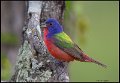 _6SB2854 painted bunting